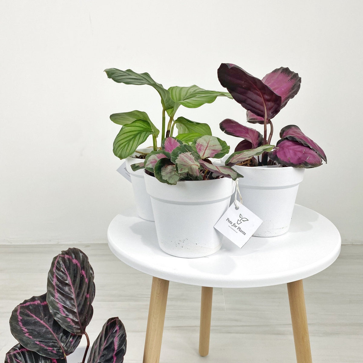 Prayer Plants Pots For Plants