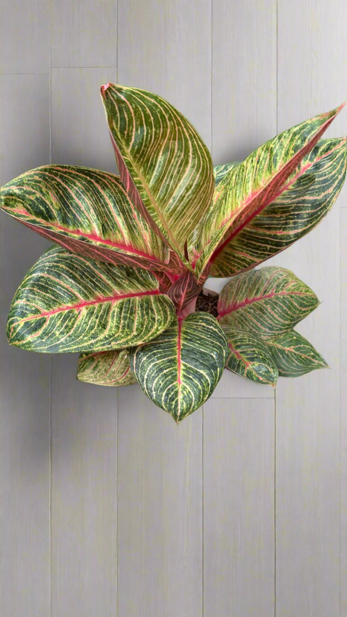 Aglaonema Hughes – Pots For Plants
