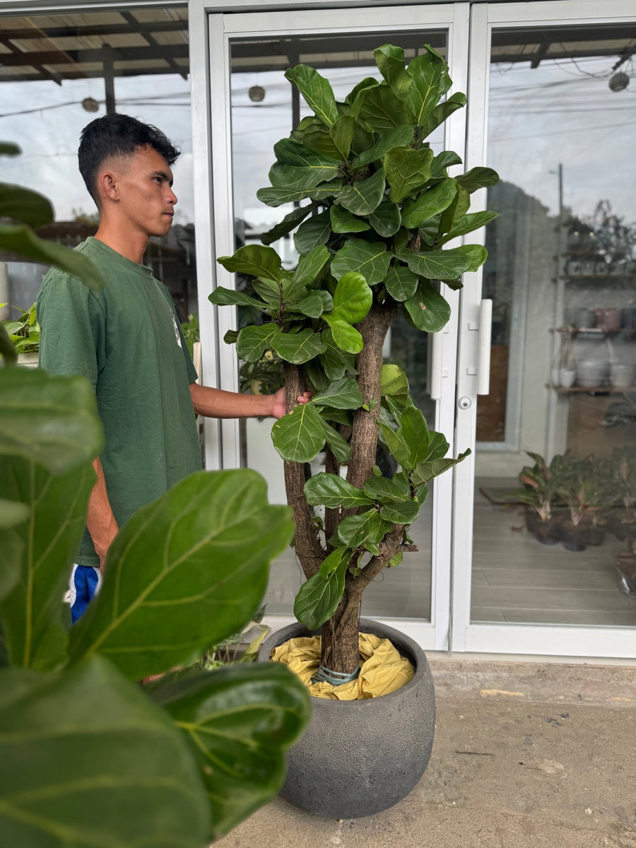 fiddle leaf fig sri lanka Fiddle Leaf Fig Tree (Ficus lyrata) – Pots For Plants