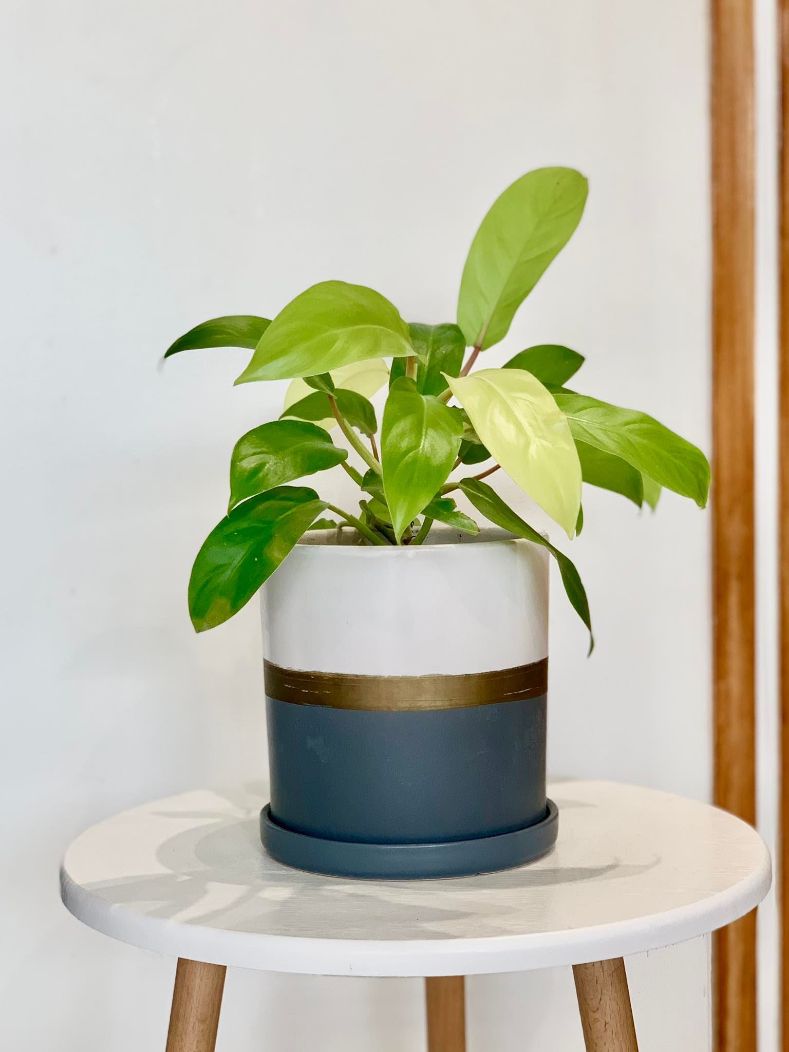 Philodendron Lemon Lime (Philodendron cordatum) - Pots For Plants