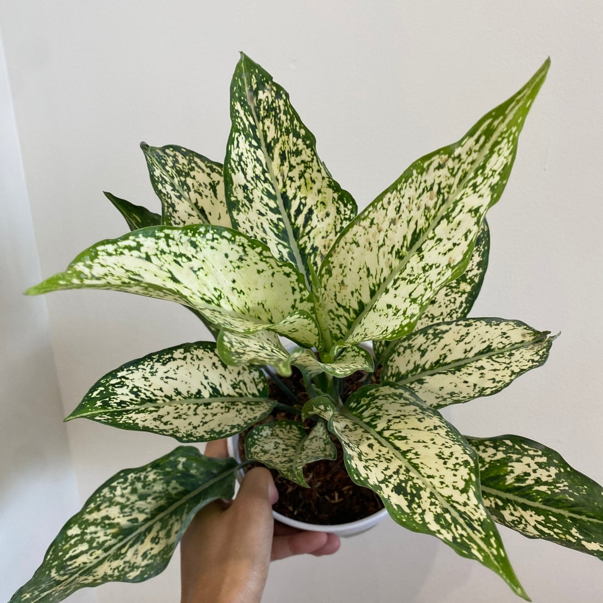 Aglaonema Phet Nam Nung – Pots For Plants