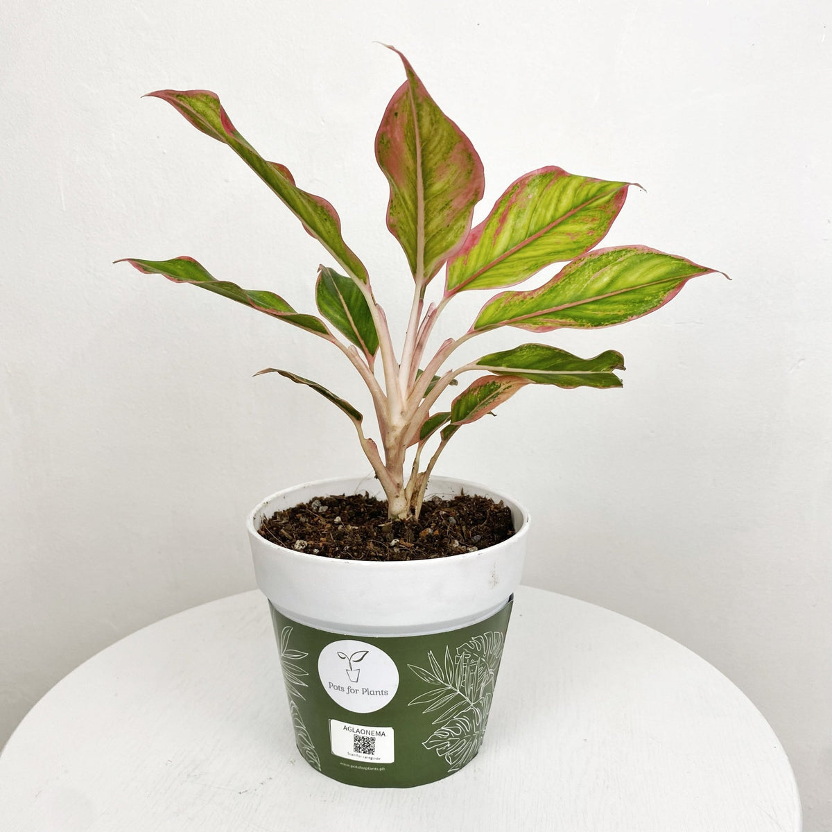 Aglaonema 'pink Aurora' – Pots For Plants