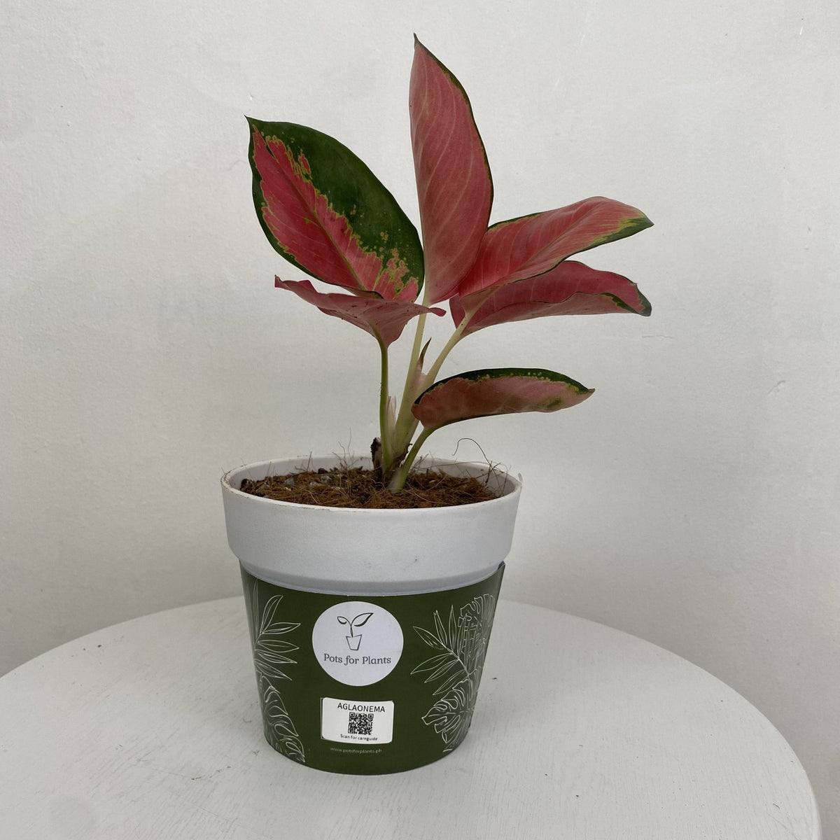 pink suksom aglaonema Aglaonema Pink Suksom – Pots For Plants
