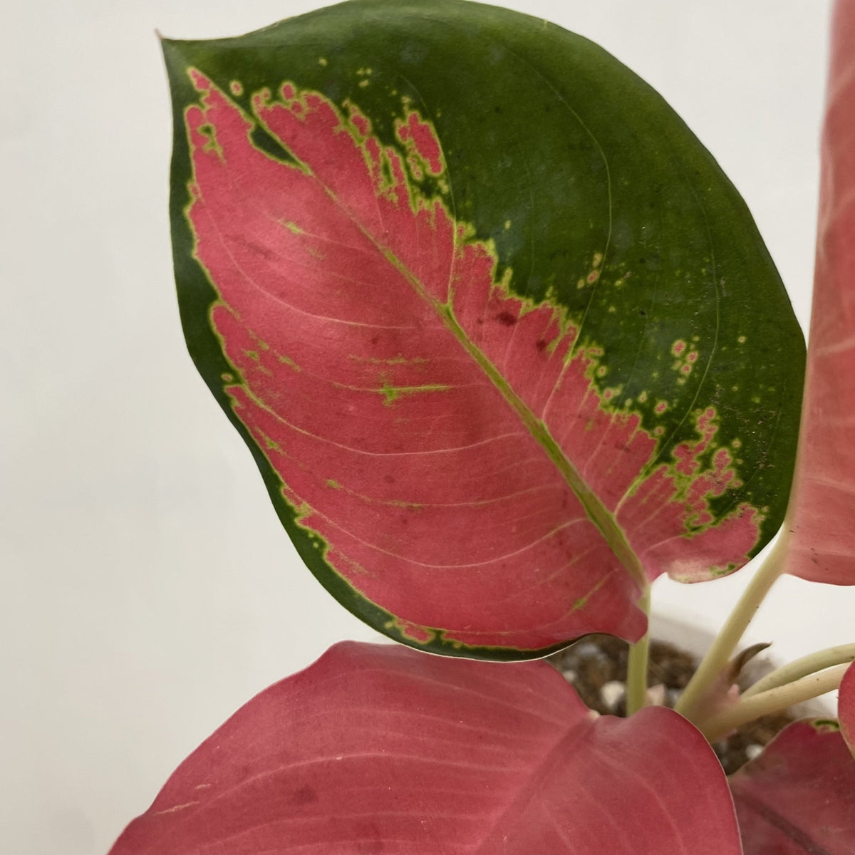 aglaonema pink suksom Aglaonema Pink Suksom – Pots For Plants