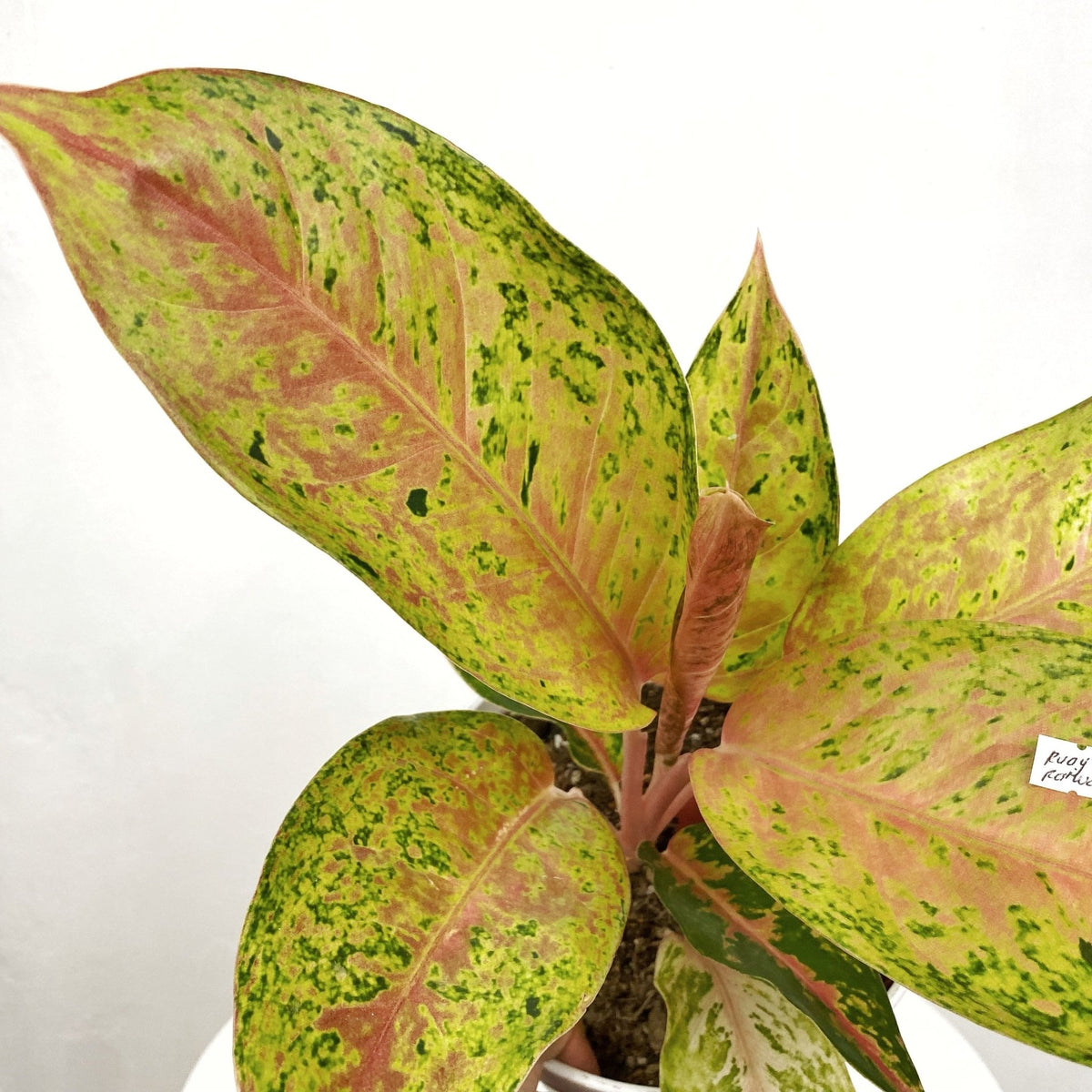 aglaonema ruay sup Aglaonema Ruay Raiwan – Pots For Plants