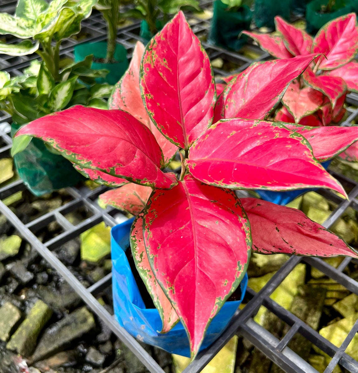 aglaonema sap Aglaonema 'Sap Chao Sua' – Pots For Plants