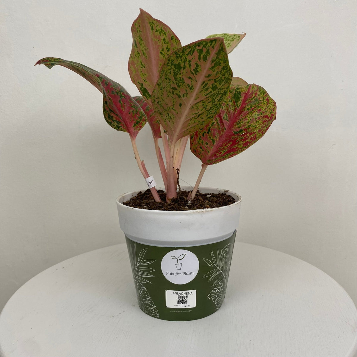 aglaonema pflege Aglaonema Siri Mongkon – Pots For Plants