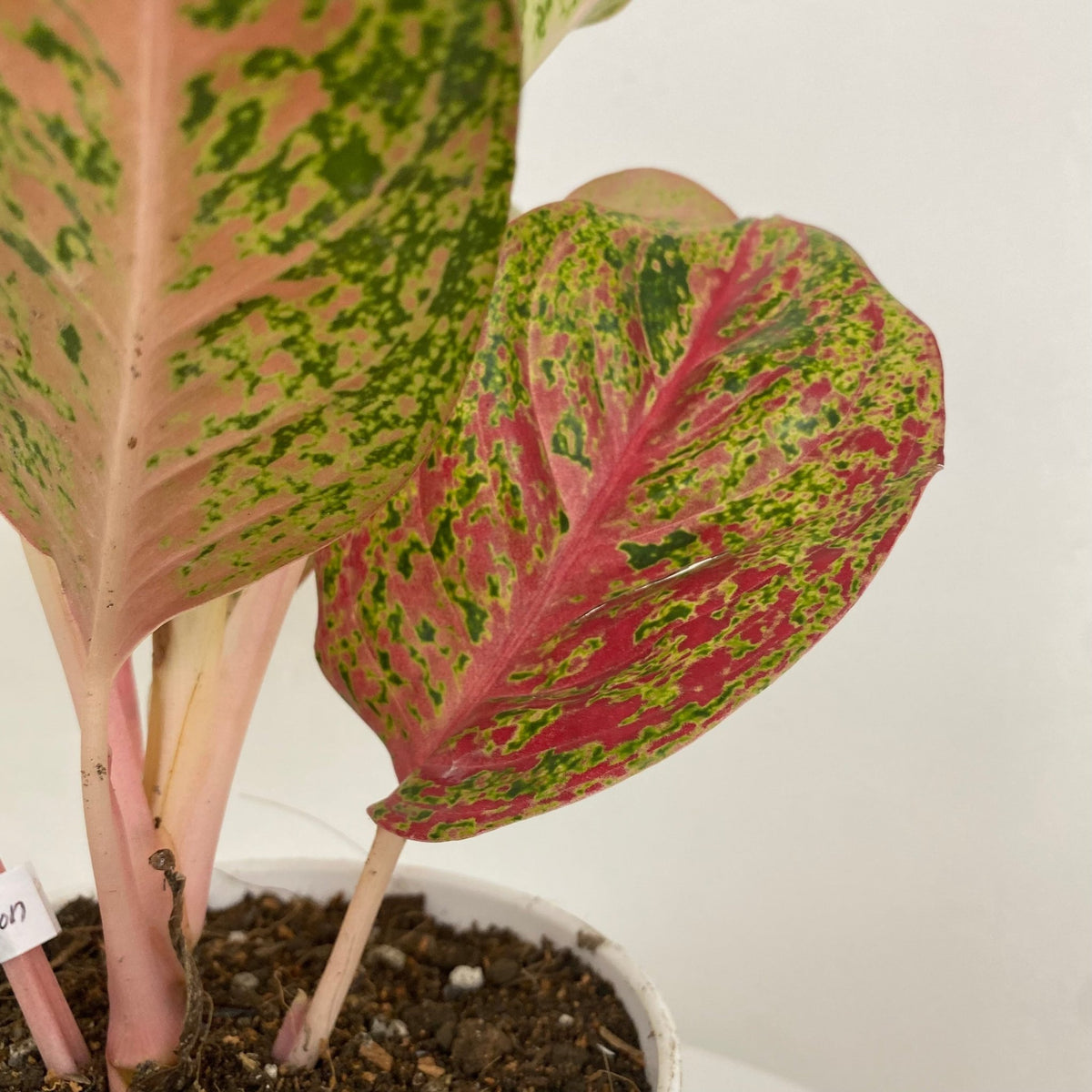 nama latin aglaonema Aglaonema Siri Mongkon – Pots For Plants