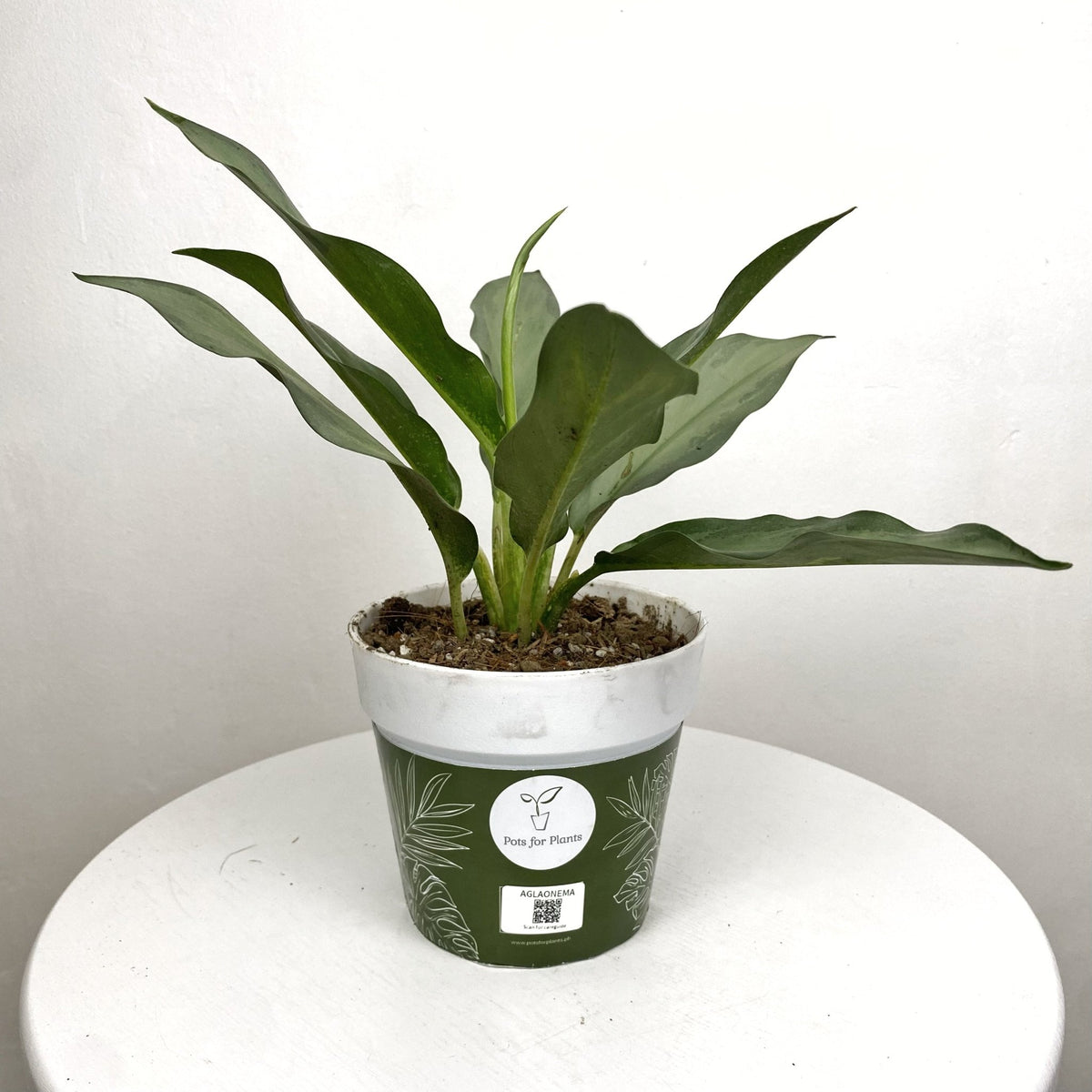 aglaonema platinum Aglaonema Star Platinum – Pots For Plants