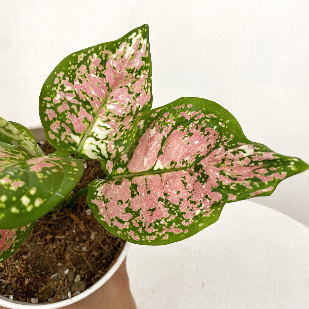 aglaonema soil ph Aglaonema Tricolor – Pots For Plants
