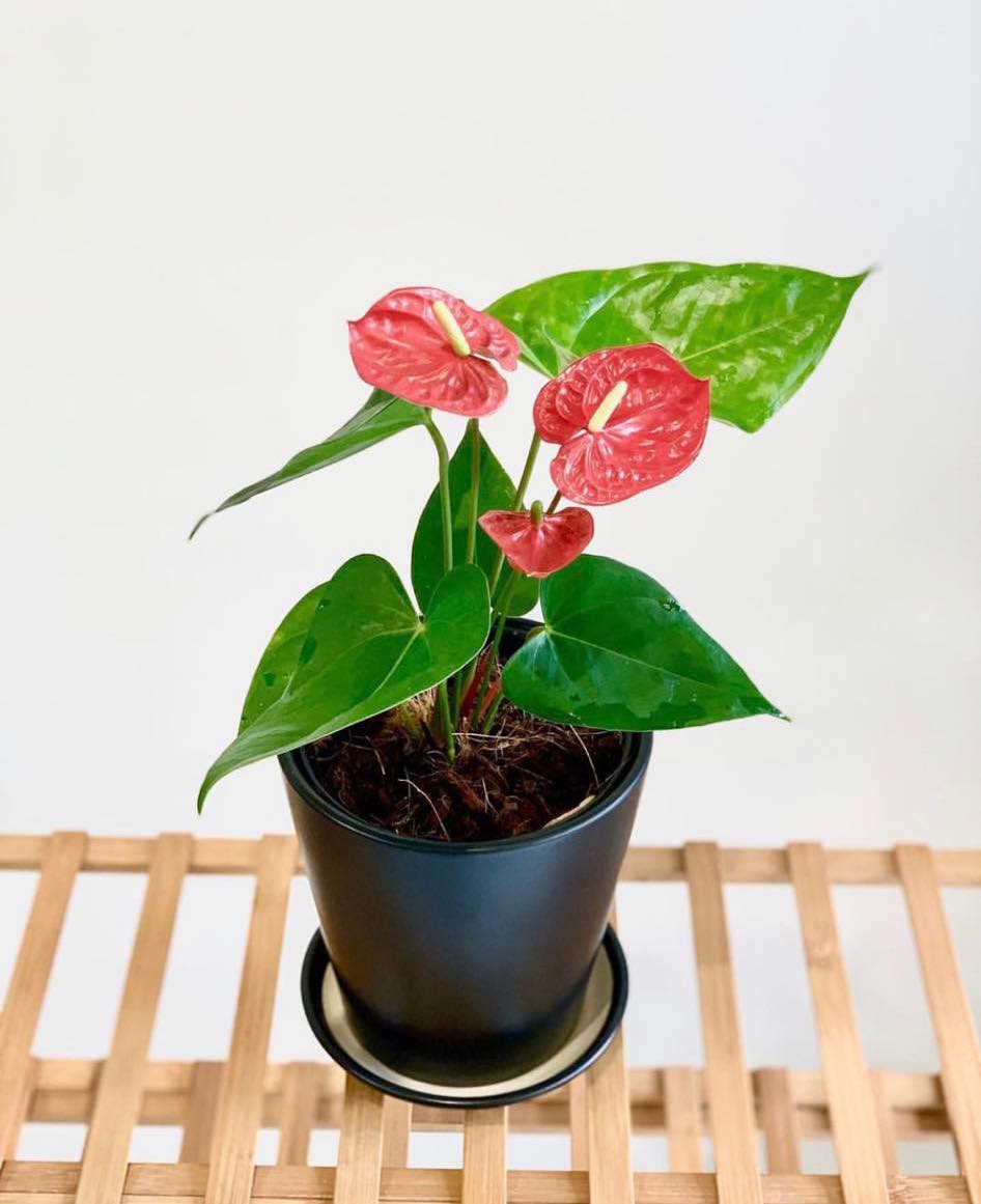 Anthurium Andraeanum Red – Pots For Plants