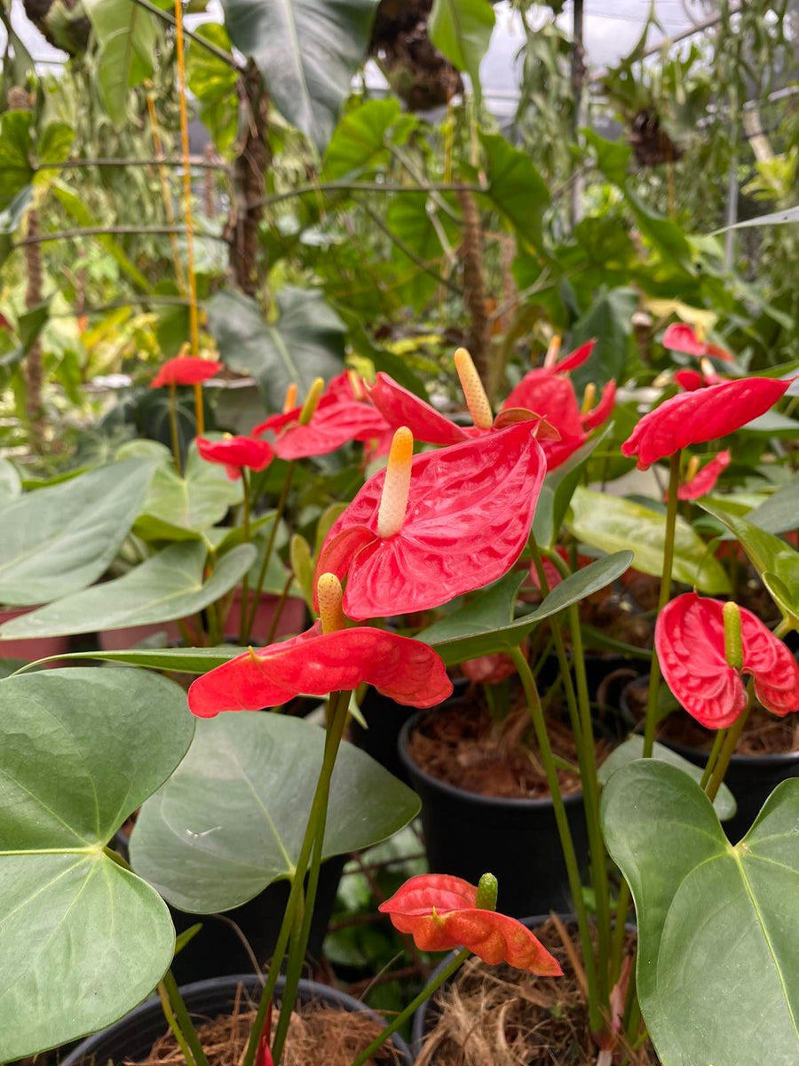 Anthurium andraeanum red – Pots For Plants