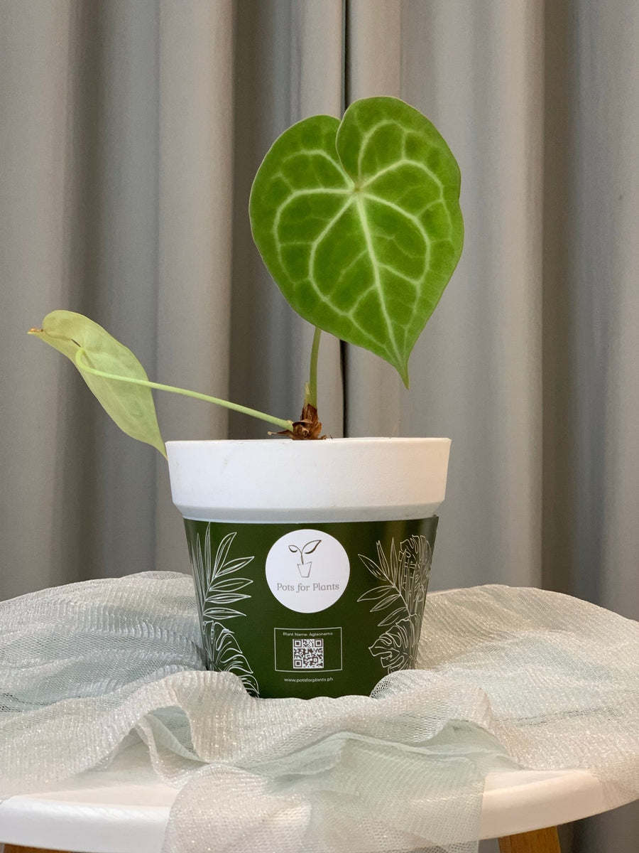 anthurium clarinervium philippines Anthurium Clarrinervium – Pots For Plants