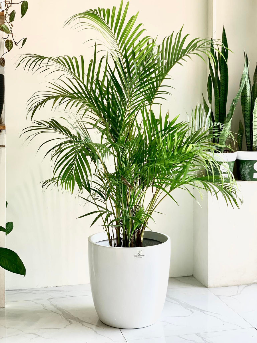areca palm soil ph Areca Palm - Palmera