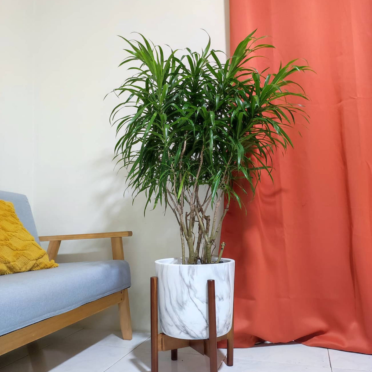 dracaena ph Dracaena anita – Pots For Plants