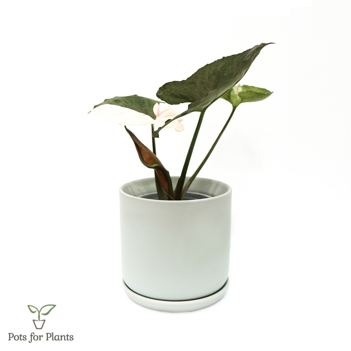 Matte Finish Porcelain CYLINDER Ceramic Pot with Ceramic Saucer - Pots For Plants