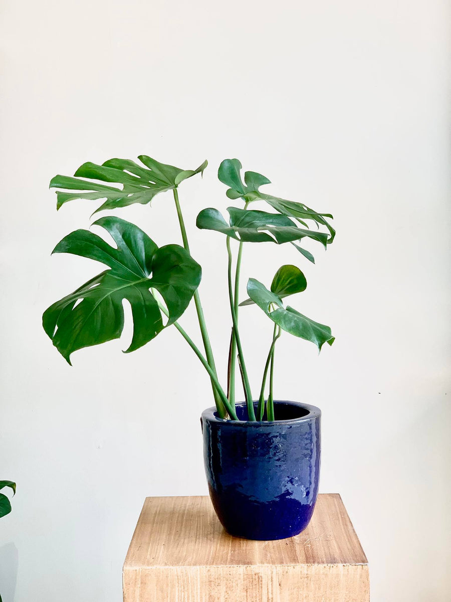 monstera plant in the philippines Monstera deliciosa (Swiss Cheese Plant) – Pots For Plants