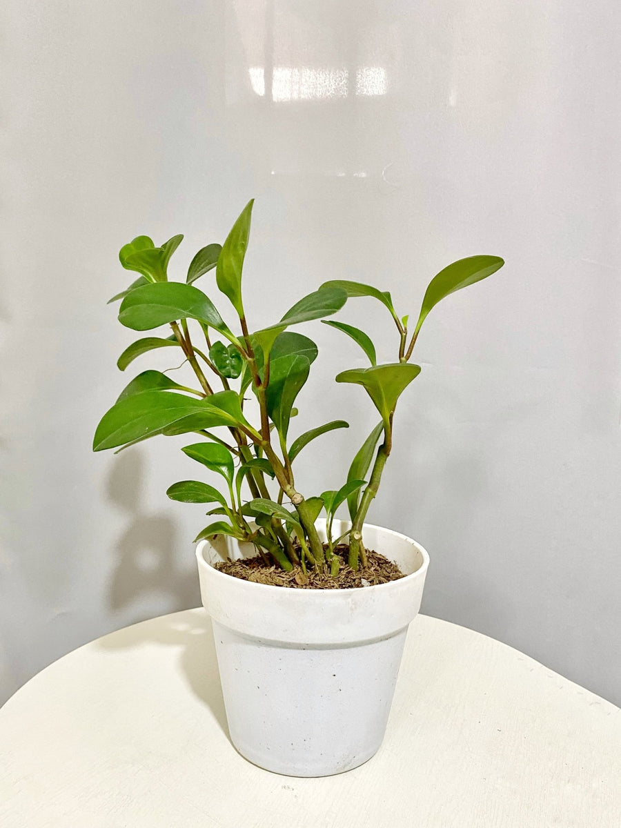 Pepperomia green Pots For Plants