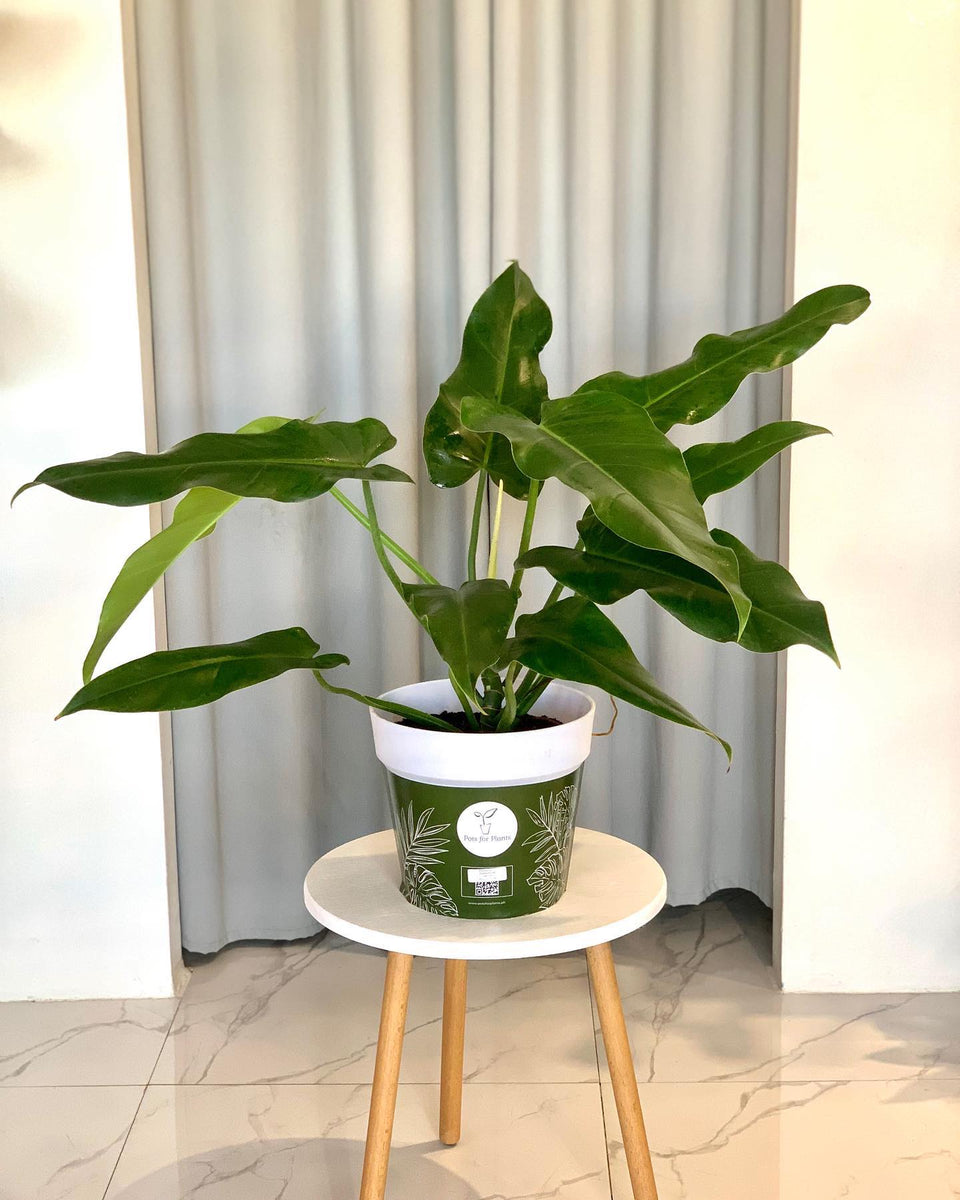 Philodendron Domesticum Narrow Pots For Plants