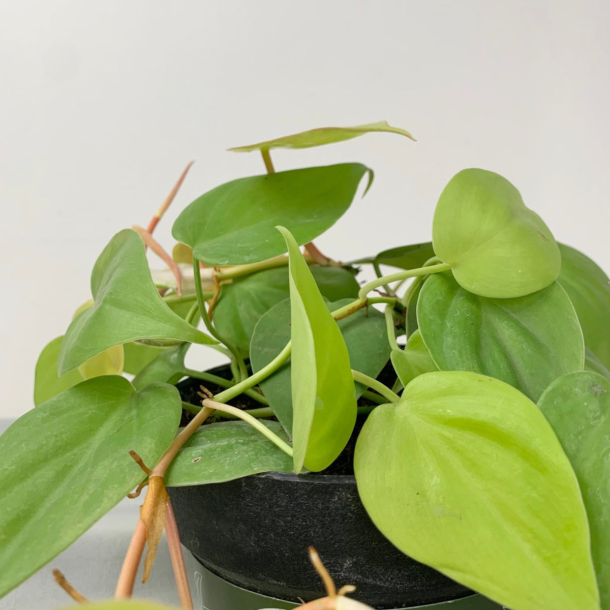 Philodendron Heart Leaf – Pots For Plants