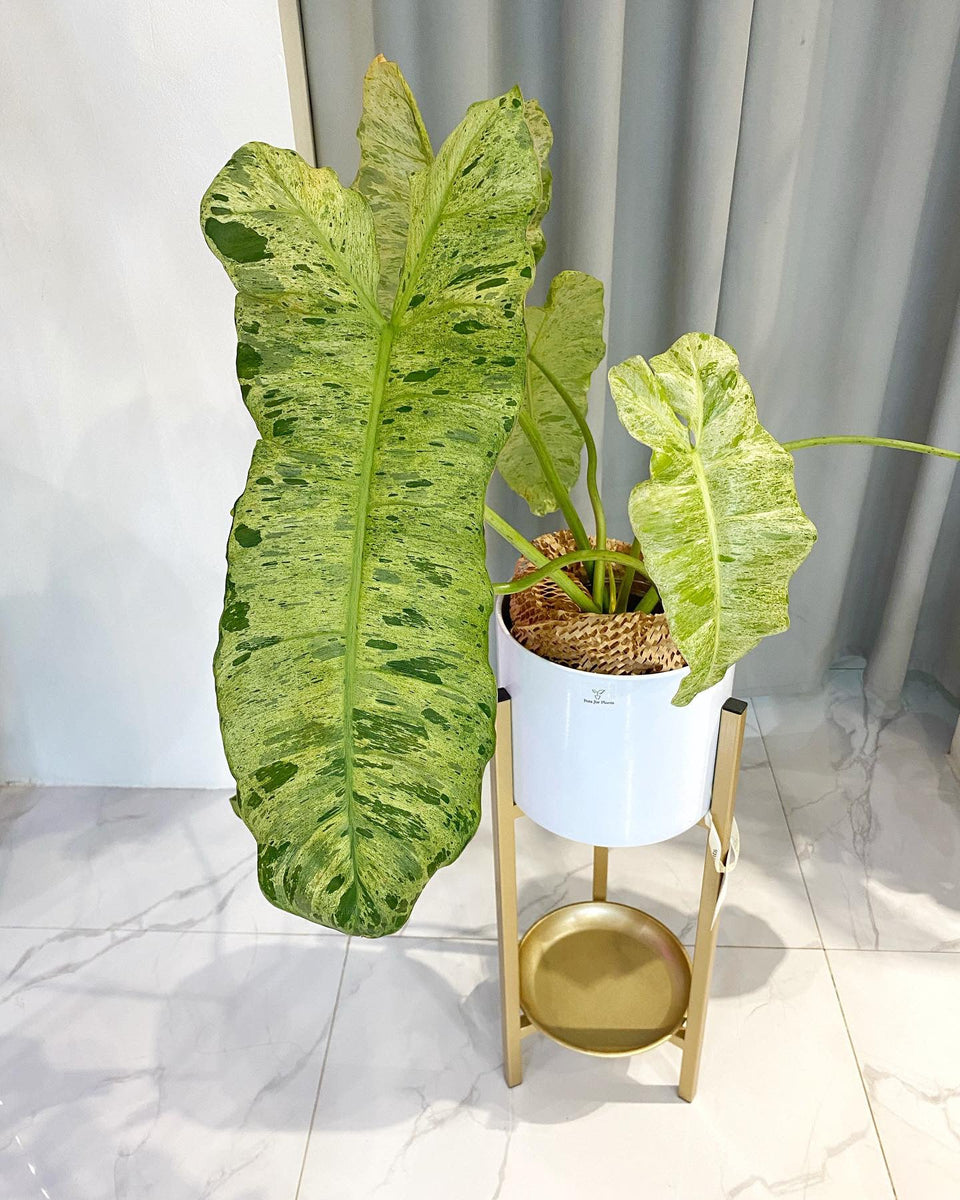 philodendron paraiso verde price Philodendron Paraiso Verde – Pots For Plants