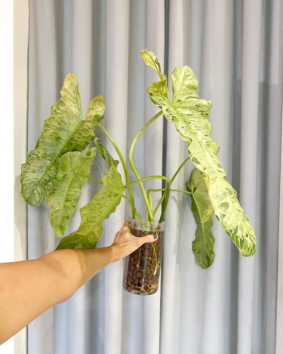 philodendron ph Philodendron Paraiso Verde – Pots For Plants