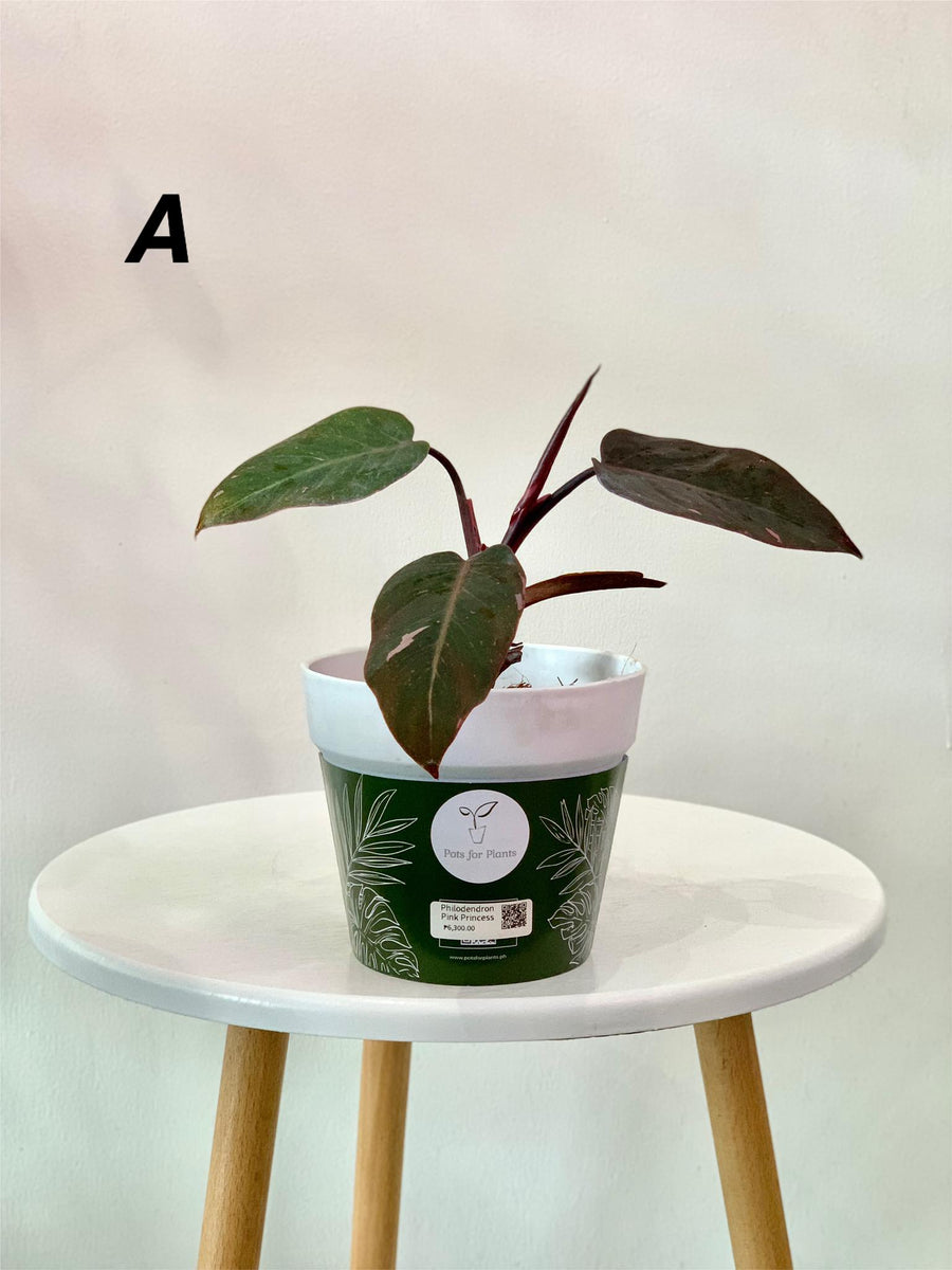 pink princess philodendron philippines Philodendron Pink Princess – Pots For Plants