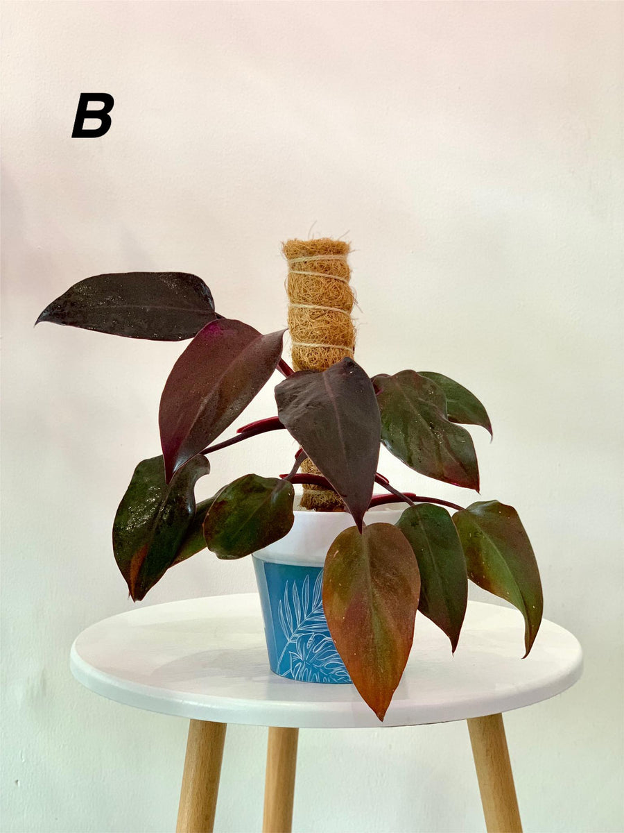 philodendron pink princess price philippines Philodendron Pink Princess – Pots For Plants
