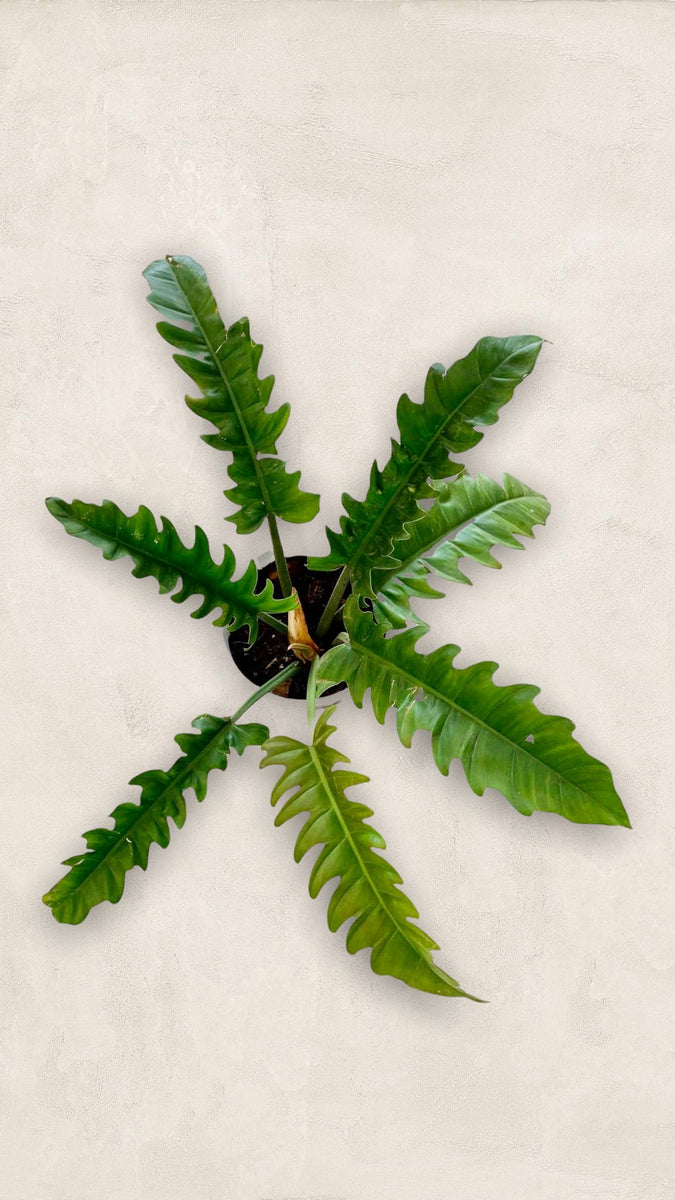 ring of fire philodendron price philippines Philodendron Ring of Fire