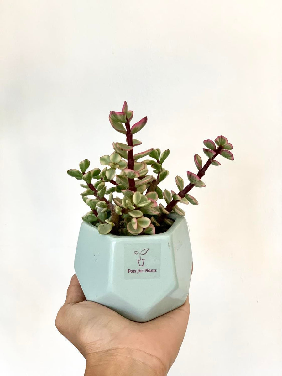 jade plant price philippines Pink Jadelet Succulent – Pots For Plants