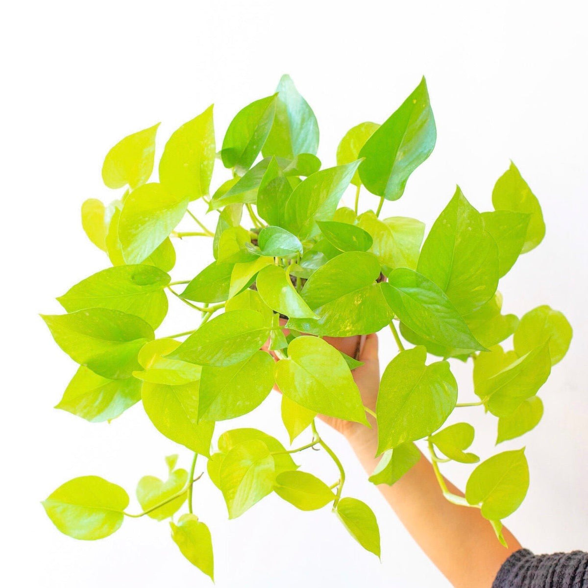 pothos plant for sale philippines Pothos Plants – Pots For Plants