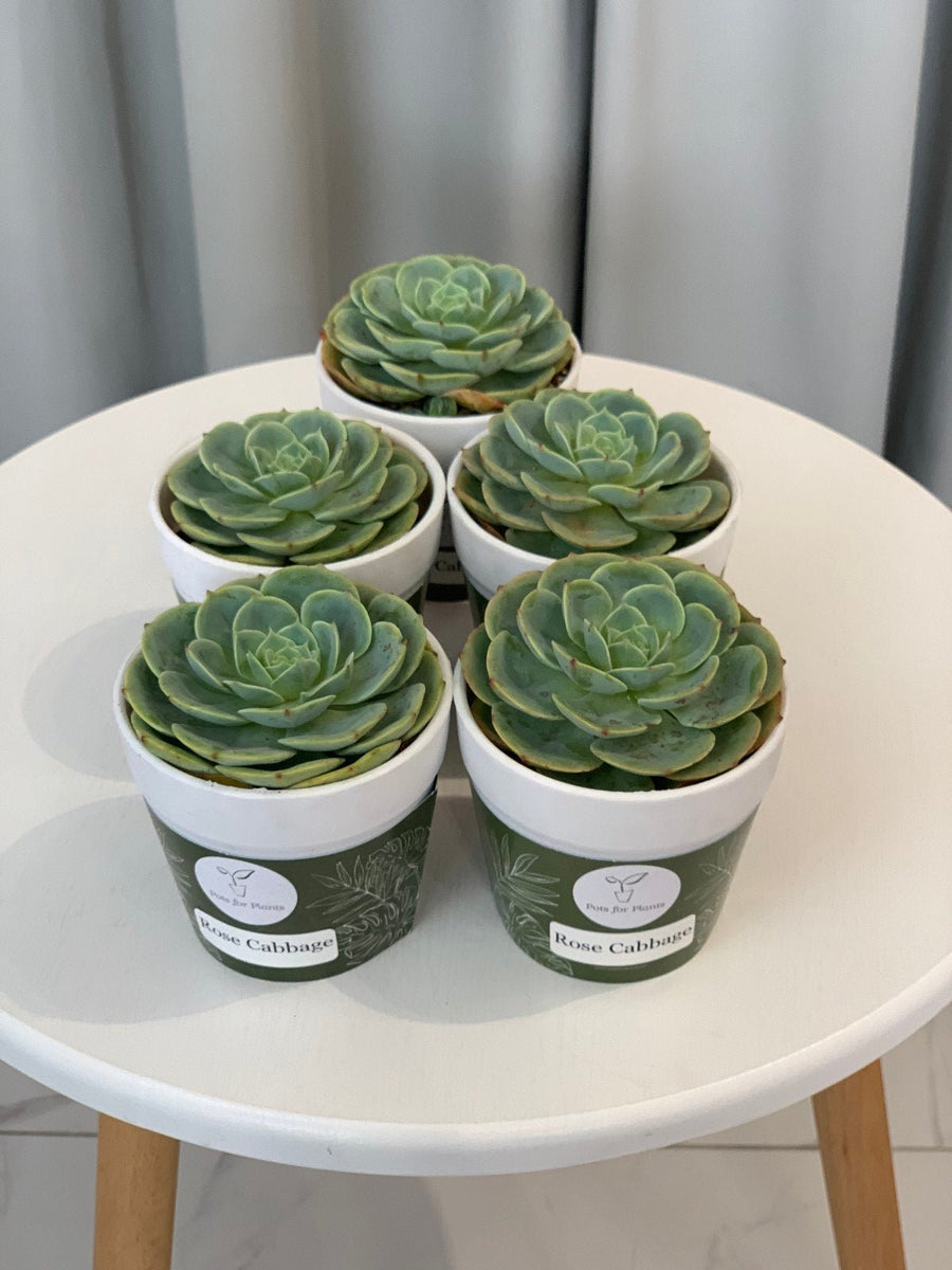 Rose Cabbage (Echeveria imbricata) Succulent – Pots For Plants