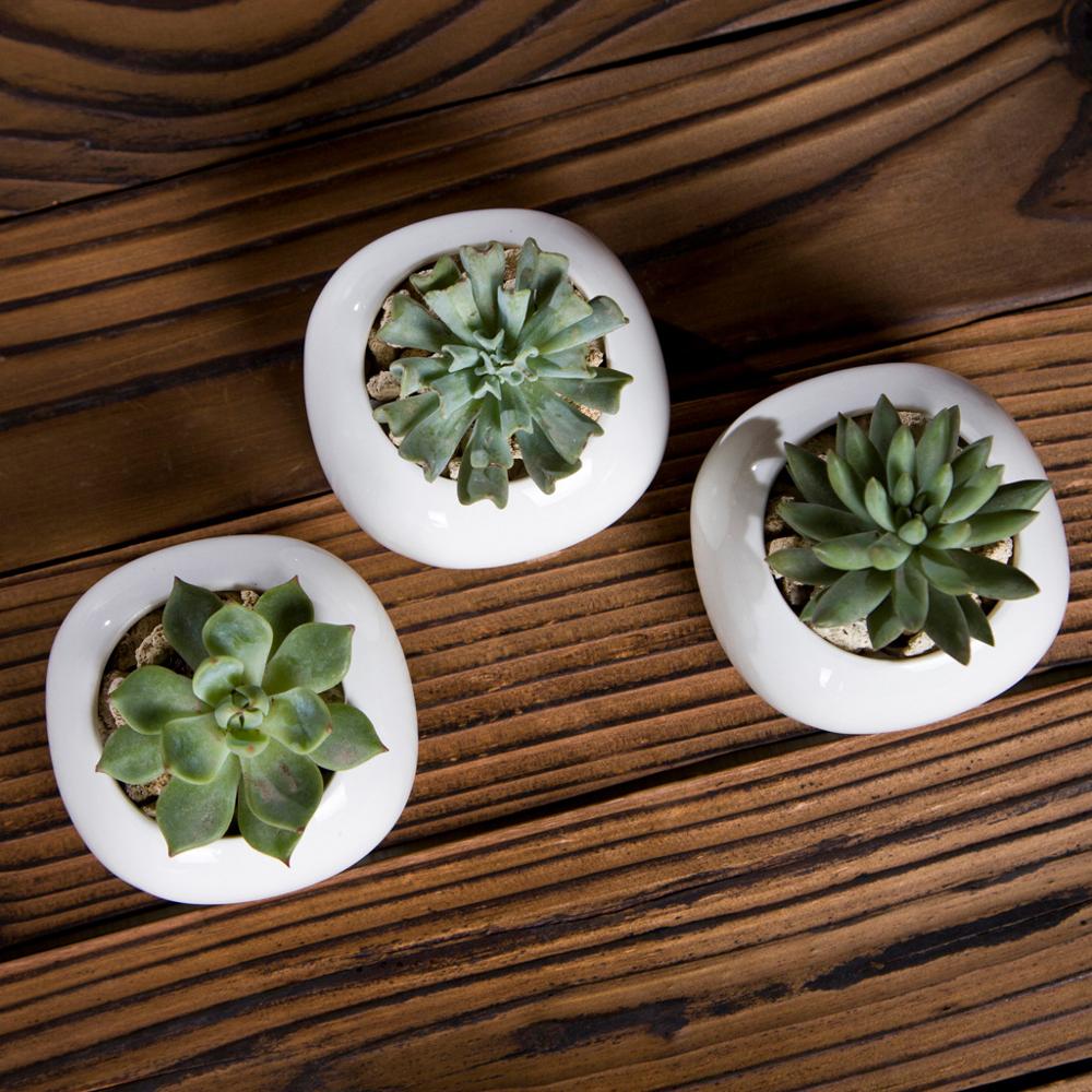 Roundish Square Porcelain Ceramic Succulent Desk Pot - Pots For Plants