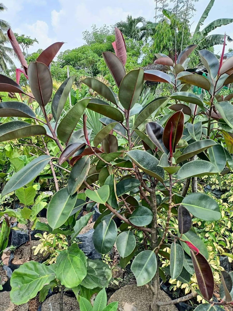 Rubber Tree Dark Burgundy Pots For Plants