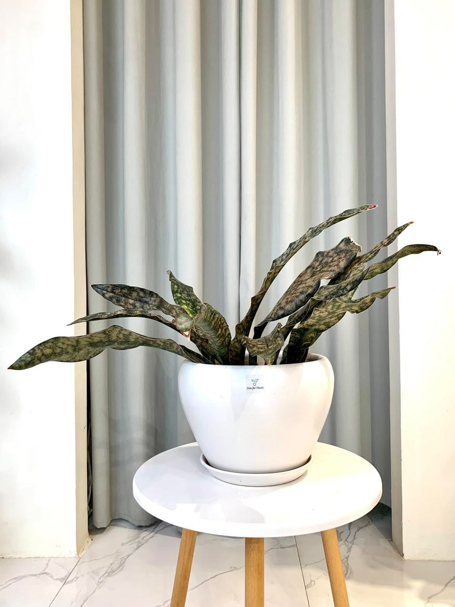 coppertone snake plant price Sansevieria kirkii coppertone – Pots For Plants