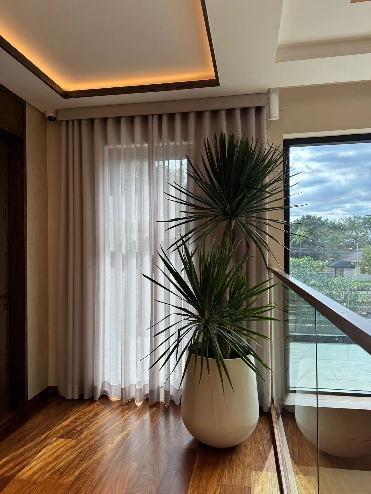 Indoor Trees