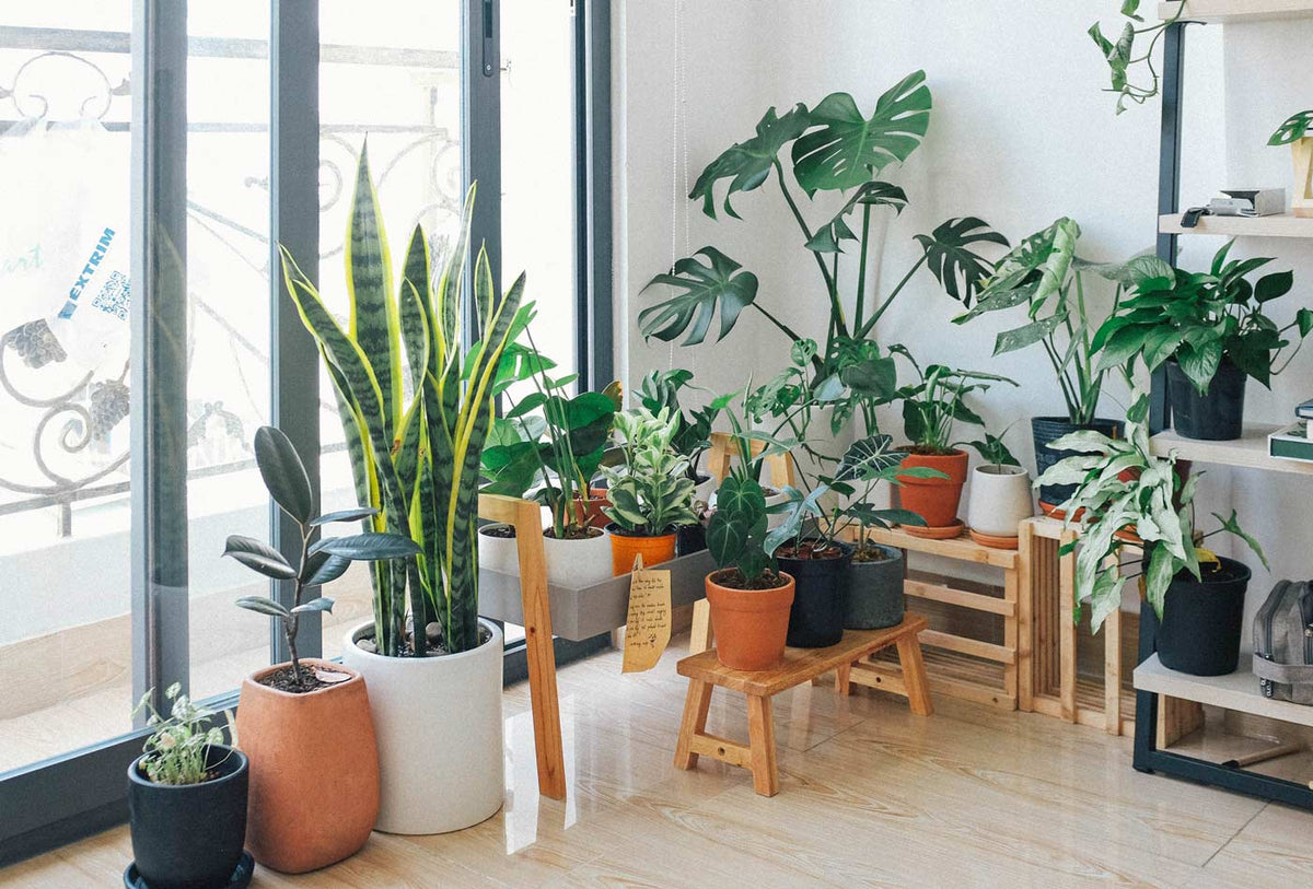 The Beginner’s Guide to Interior Plant Styling