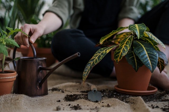 Top 5 Plants that Are Surprisingly Difficult to Take Care Of