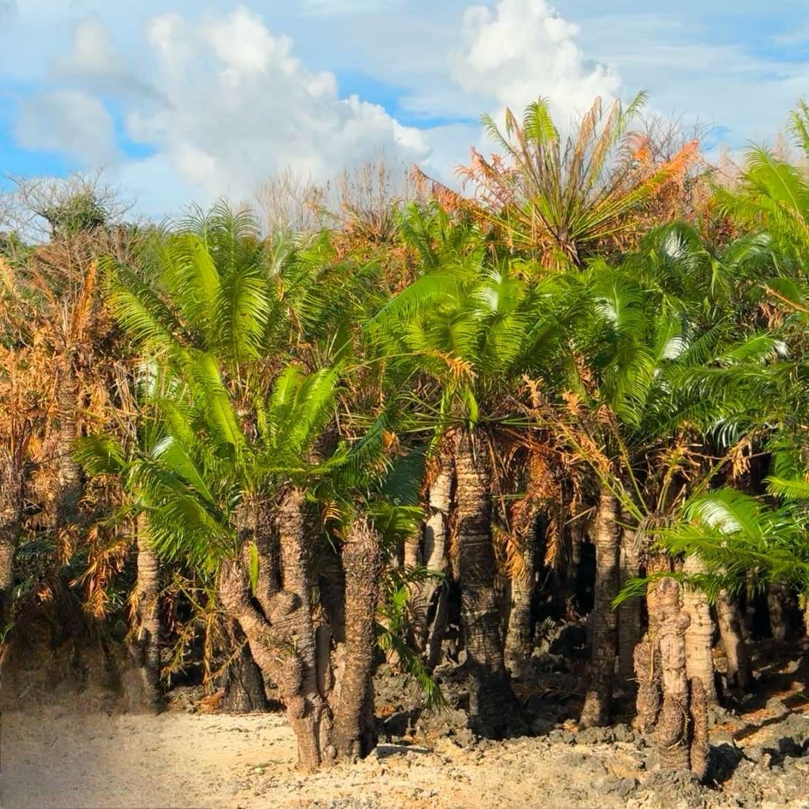 Pitogo Palm (Cycas riuminiana) - A Philippine Endemic Cycad