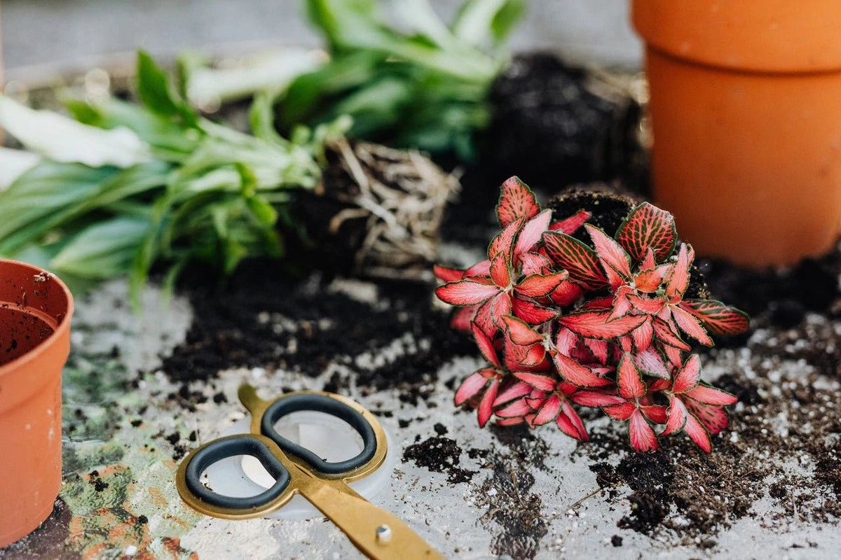 5 Plant Care Mistakes You Should Avoid Doing Pots For Plants
