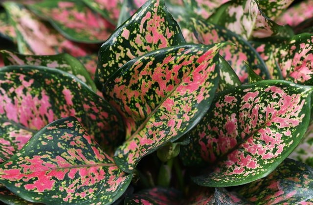 How to Care for The Aglaonema - A Comprehensive Guide  Pots For Plants
