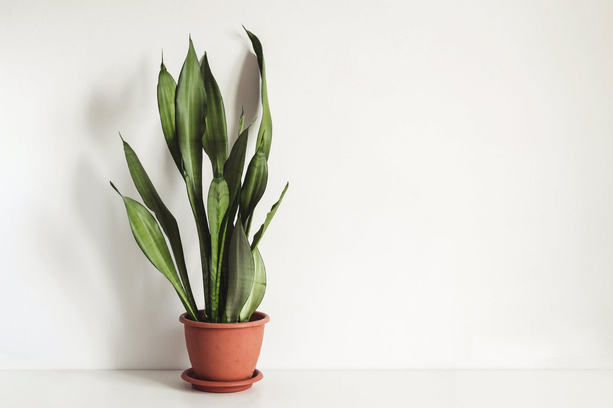 Sansevieria: Snake Plants – Pots For Plants