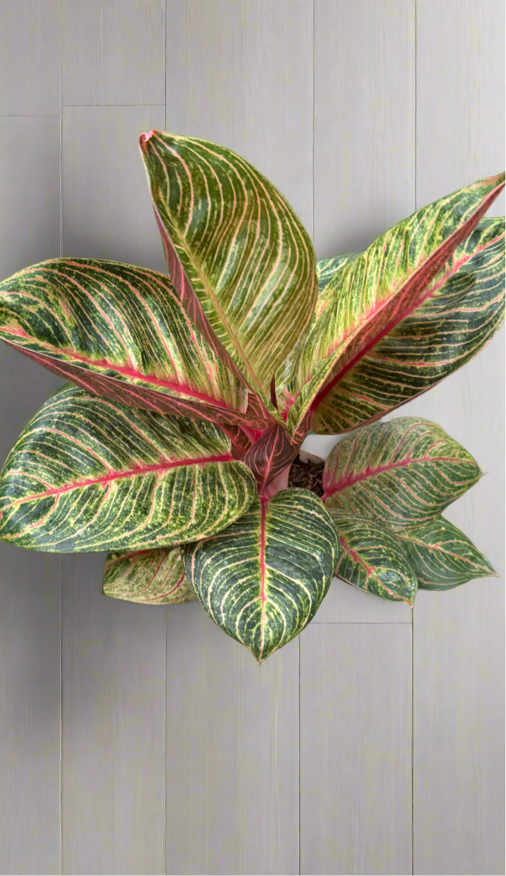 Aglaonema Hughes