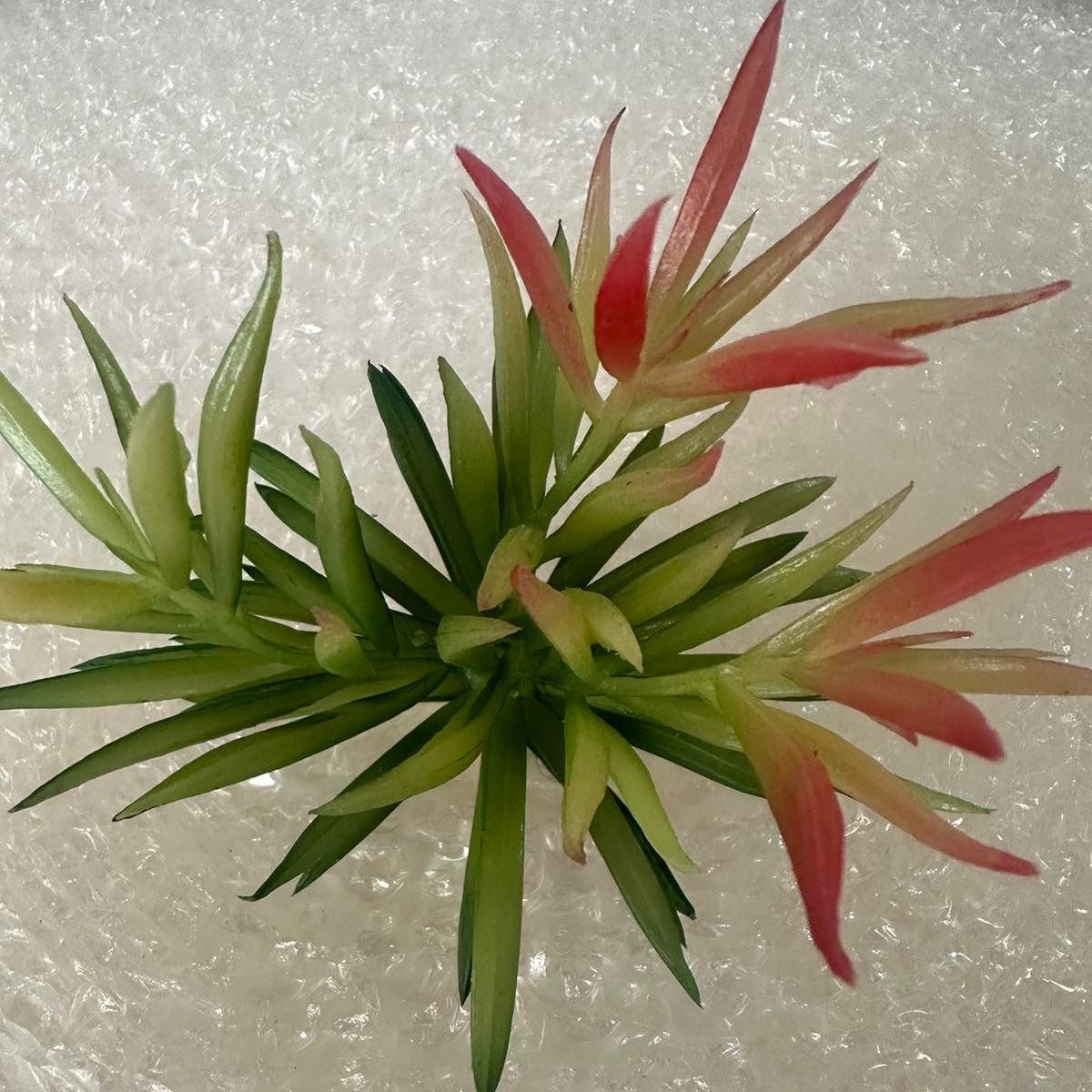 Artificial Succulents - Pots For Plants