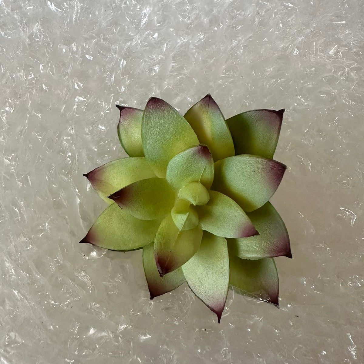 Artificial Succulents - Pots For Plants