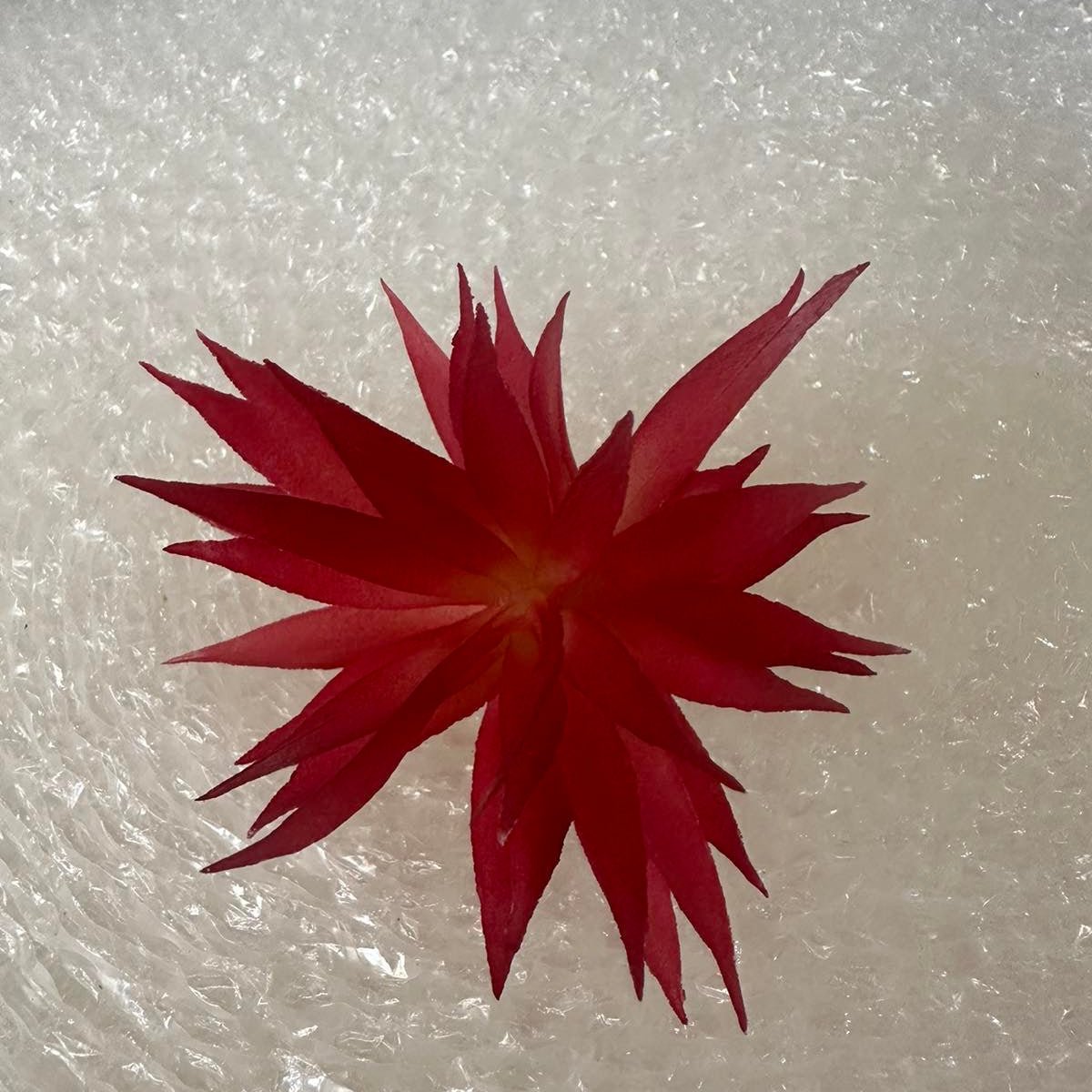 Artificial Succulents - Pots For Plants