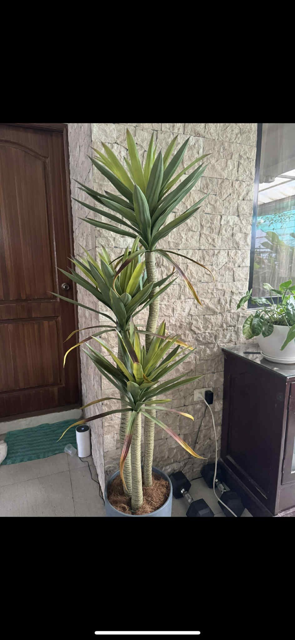 Artificial Yucca tree - Pots For Plants