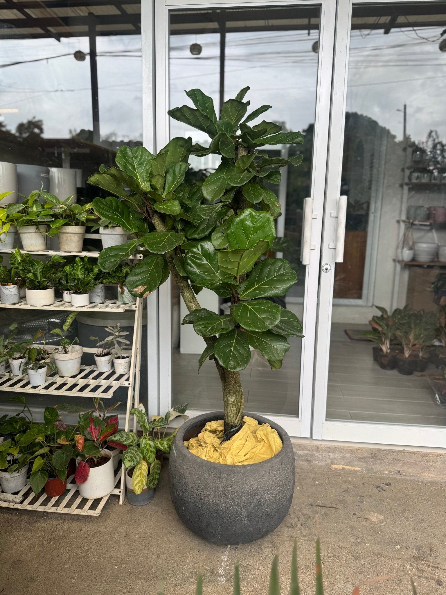 Fiddle Leaf Fig Tree (Ficus lyrata) - Pots For Plants