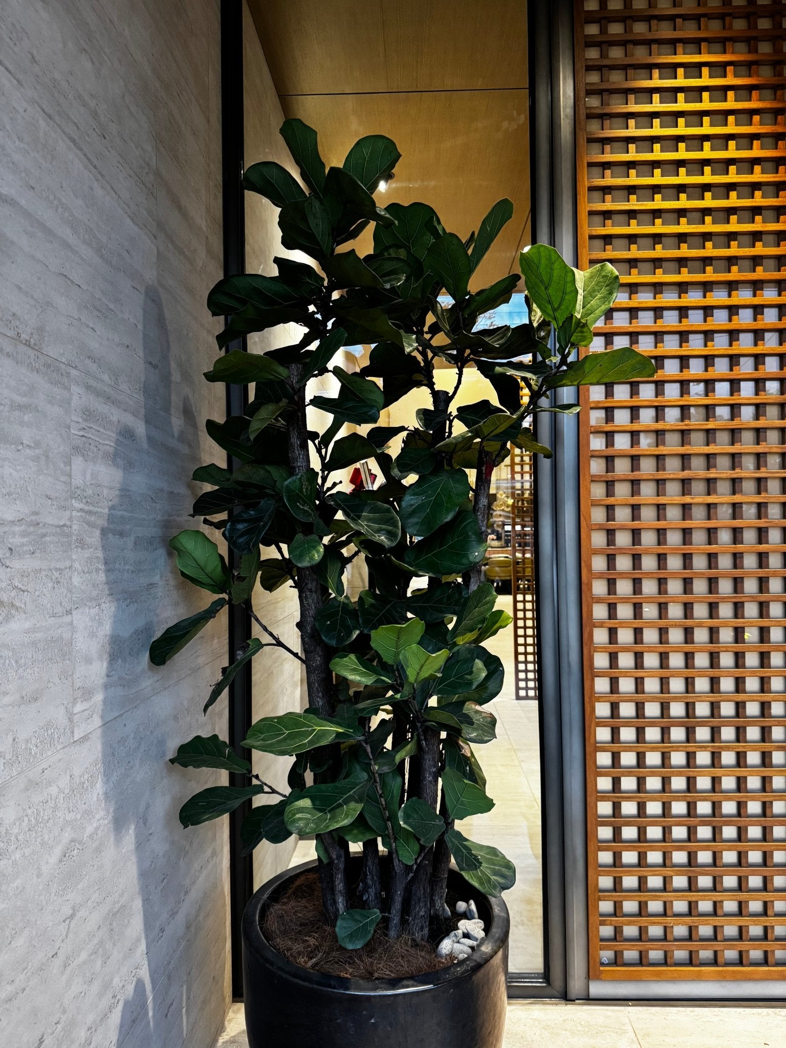 fiddle leaf fig in tagalog Fiddle Leaf Fig Tree (Ficus lyrata) – Pots For Plants