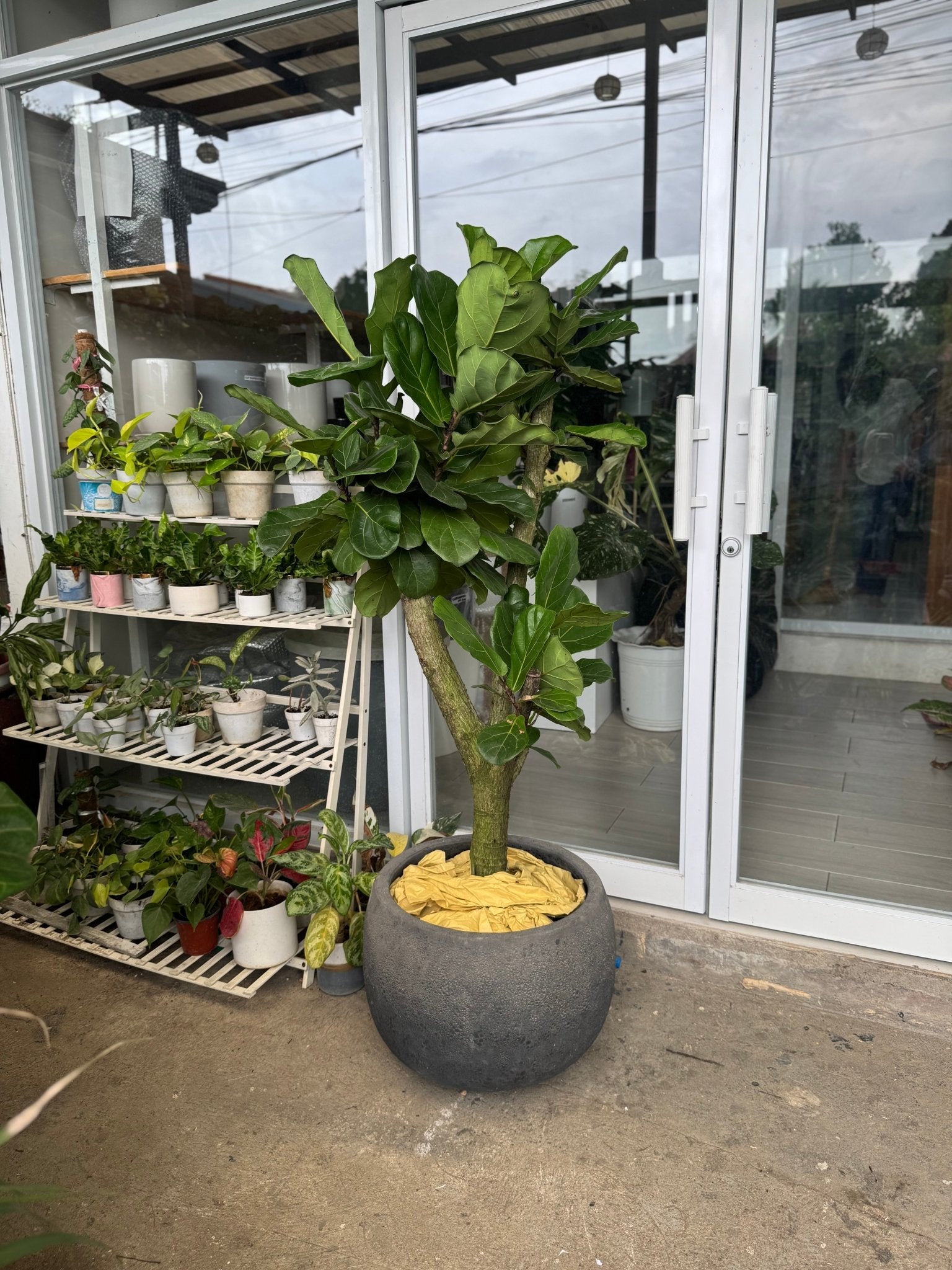 Fiddle Leaf Fig Tree (Ficus lyrata) - Pots For Plants